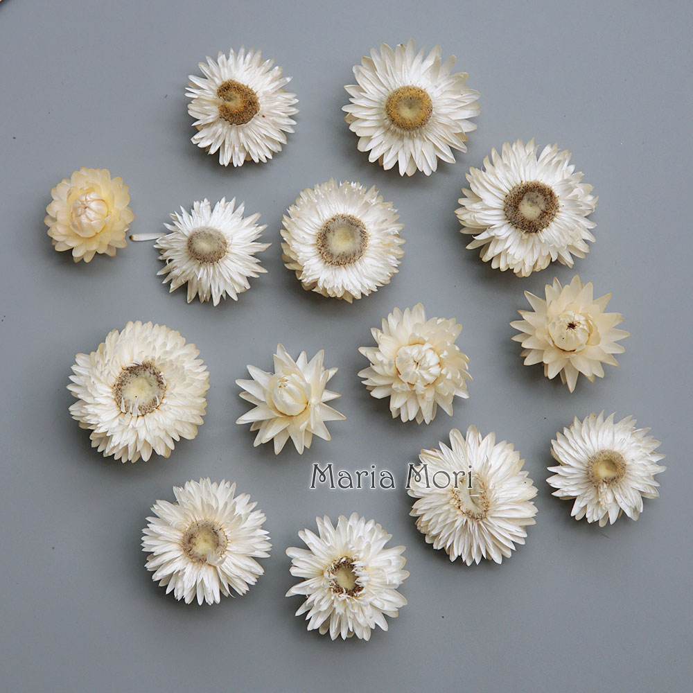 Hair Care Nature - Couronne de chrysanthème colorée séchée naturelle,